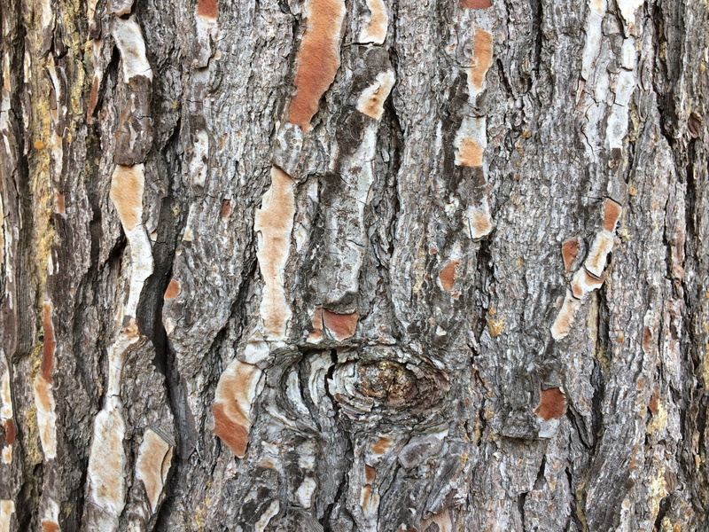 dry, tree, material, plant, rough, nature, growth, bark, surface, log, backgrounds, 2K, the tree is crying, wood - Material, fibers, day, grain, natural pattern