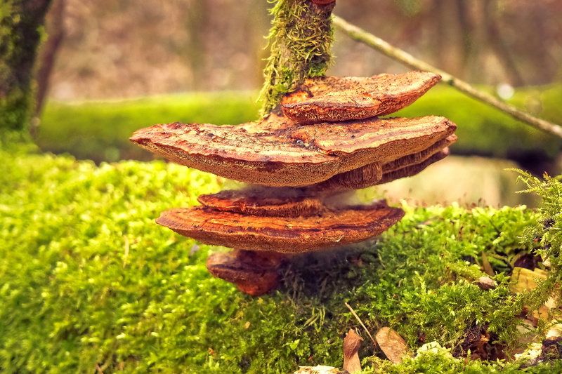 green plant, landscape, tribe, moist, overgrown, day, sunlight, trunk, close-up, no people, bark, fouling, outdoors, photo, tree fungus, brown, moss covered
