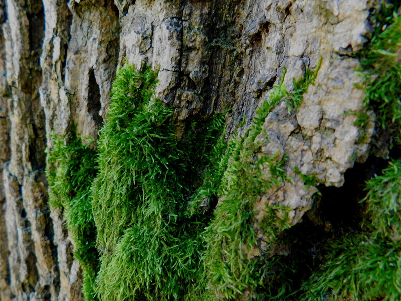 close-up, nature, moss, backgrounds, beauty in nature, tree, textured, tree trunk, rough, tribe, trunk, textured effect, plant, pattern, bark, outdoors