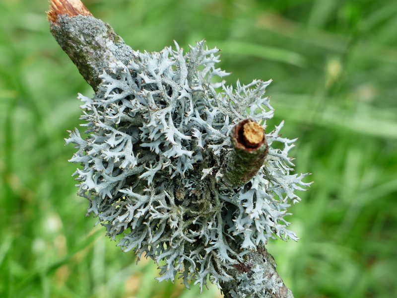 kleienflechte, pseudevernia furfuracea, tree trunk, plant, 4K, close-up, focus on foreground, selective focus, animal wildlife, tree, growth, branch, fouling