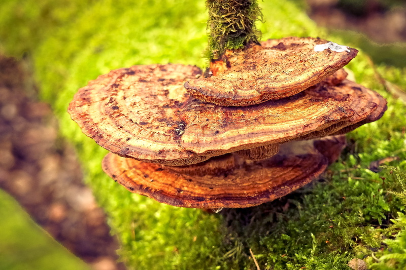 plant, moist, bark, moss covered, landscape, nature recording, grass, wood, day, moss, bemoost, selective focus, growth, mushroom, tree trunk, textured