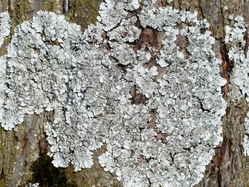 no people, laubflechte, tree, wood - material, nature, day, grey laubflechte, close-up, tree bark, growth, fungus, tree trunk, tree braid, rough, plant