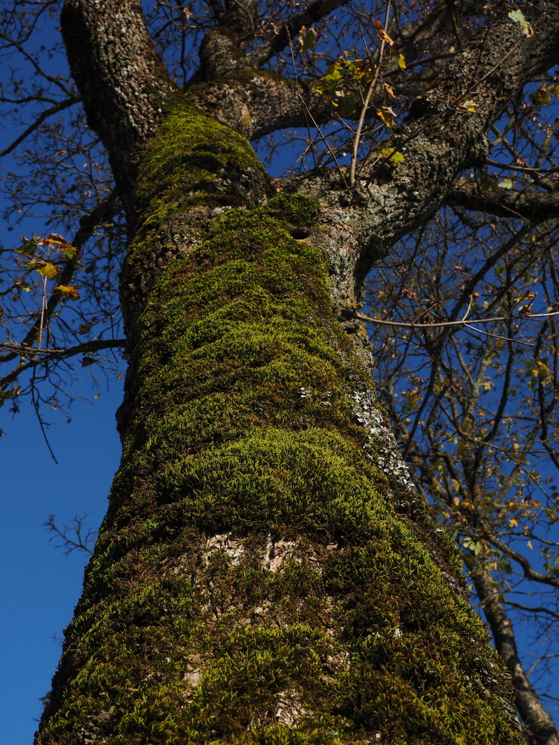 green color, fouling, tall - high, outdoors, 4K, bare tree, day, directly below, no people, plant, low angle view, branch, beauty in nature, growth, forest