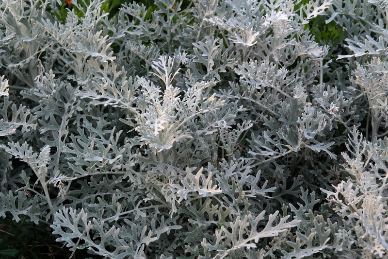 two coloured groundsel, densely white tomentose, full frame, bedding plant, land, 5K, senecio cineraria, garden plant, senecio, greyish, field, spinnwebig fuzzy