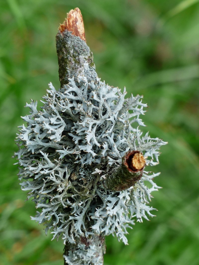 selective focus, focus on foreground, Tree Moss, pseudevernia furfuracea, flower, green color, animals in the wild, Lichen, tree, grey, animal wildlife