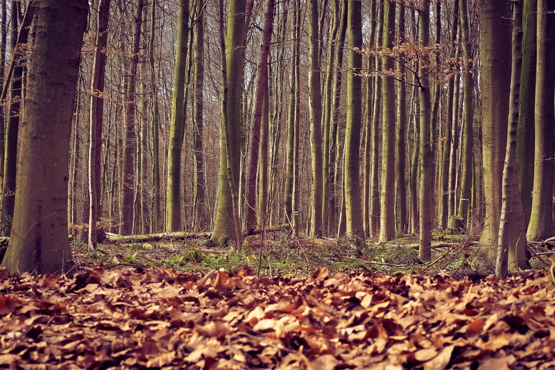 log, non-urban scene, trunk, day, tribe, no people, wood, tranquil scene, Forest, tree, forest dense, conifers, deciduous trees, outdoor, hiking, moss