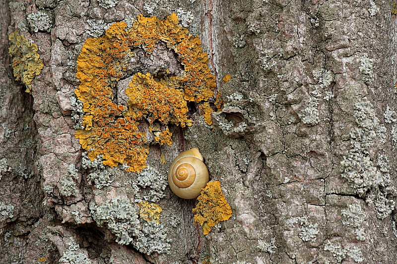outdoors, bark, plant, tree trunk, animal, textured, lichen, weave, tribe, snail, poplar, nature, gastropod, trunk, animal wildlife, shell, tree, mollusk