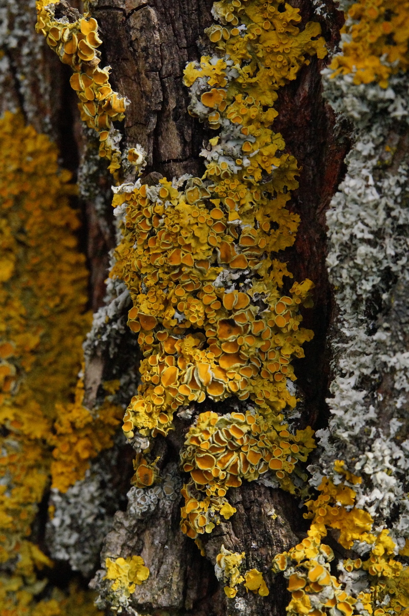 tree trunk, close-up, vulnerability, tree, 5K, growth, plant, lichen, textured, bark, of course, beauty in nature, day, yellow, close up, moss, tree bark
