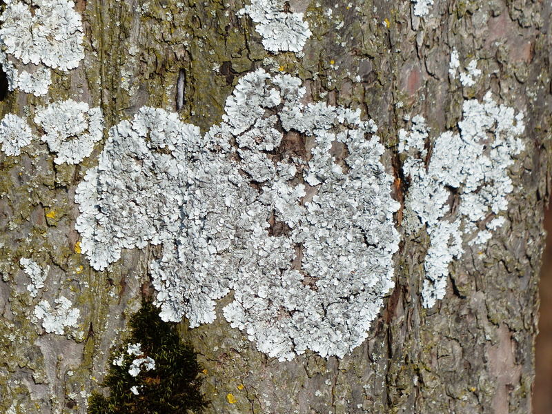 white color, architecture, plant, grey laubflechte, close-up, wall - building feature, bark, growth, schuesselflechte, built structure, blue grey, leaf braid