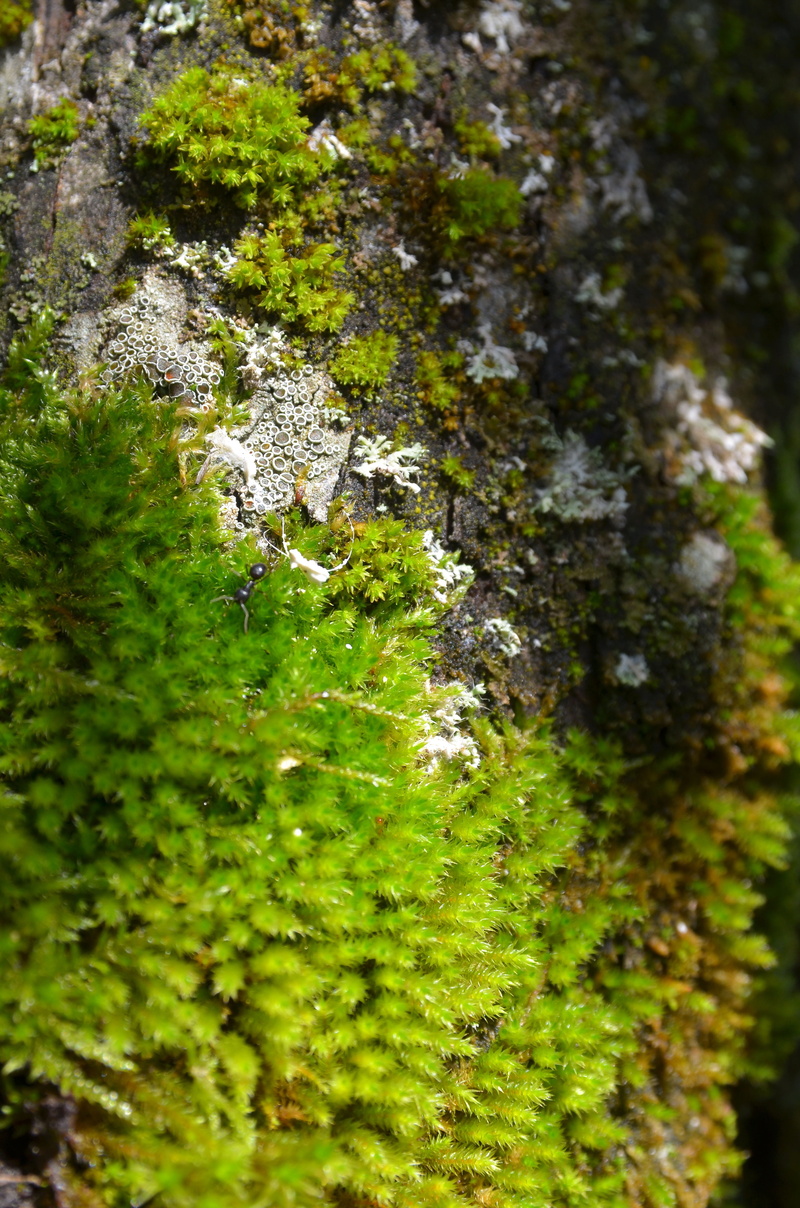 nature, log, house, beauty in nature, wood, solid, close up, outdoors, rock, tree bark, day, lichen, plant, growth, tribe, selective focus, 4K, green color