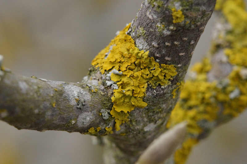 tribe, growth, macro, beauty in nature, no people, focus on foreground, nature, tree trunk, Lichen, Branch, plant, 5K, textured, close-up, bark, Winter