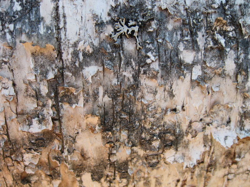 deterioration, old, tree trunk, no people, abstract, brown, pattern, run-down, bad condition, full frame, peeling off, outdoors, wood - Material, decline