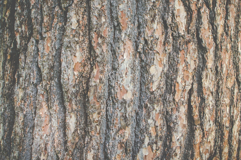 material, plant, weathered, trunk, old, texture, natural pattern, wood grain, tree, nature, pine, full frame, 4K, pattern, backgrounds, textured, surface