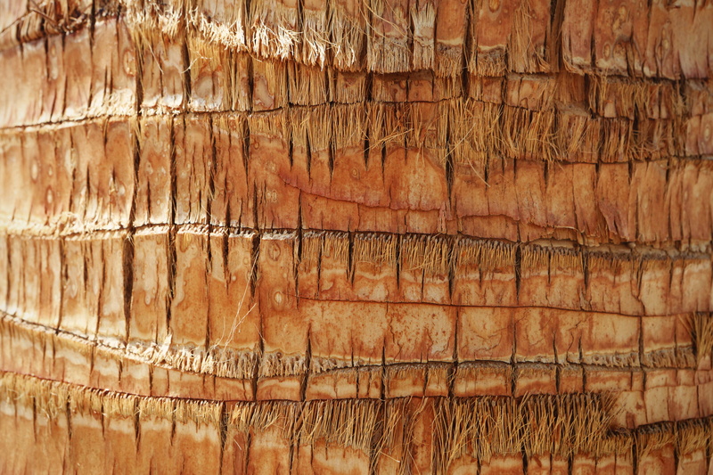 outdoors, pattern, damaged, wood, weathered, textured, day, old, close-up, 5K, no people, full frame, plank, backgrounds, wood - Material, brown, nature