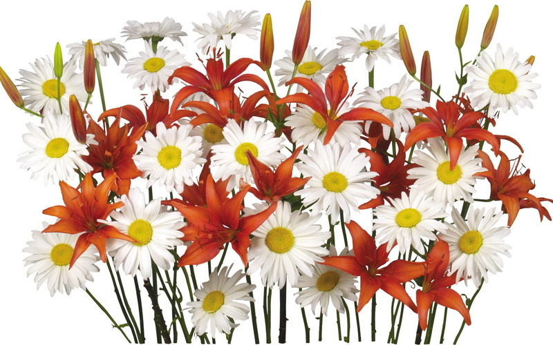 red, bunch, nature, color, green, peta, boquet, stems, orange, yellow, plant, flower, bouquet, flowers, white, 1080P