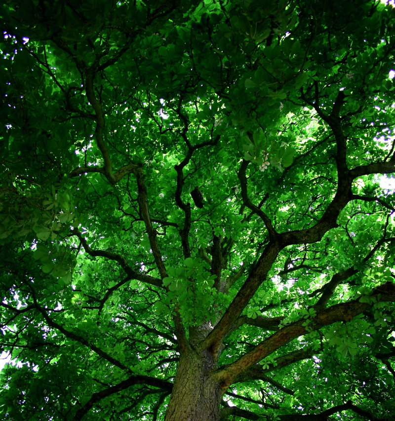 tranquility, directly below, leaves, nature, tree canopy, low angle view, plant, land, tree, green color, 2K, brown, full frame, trunk, growth, scenics - nature