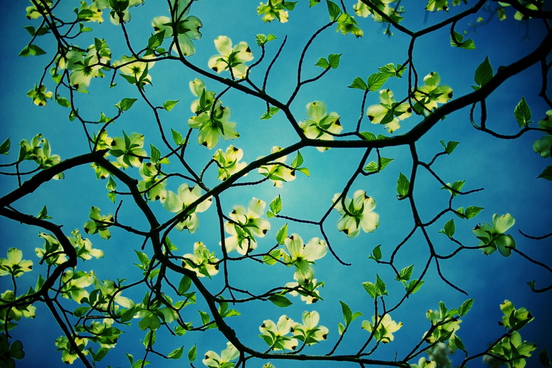 plants, 2K, leaves, green, branch, cyan