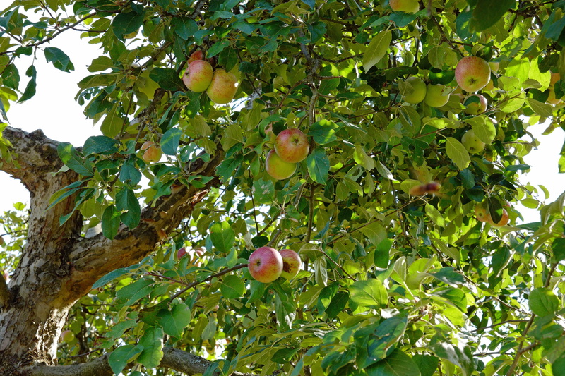 5K, apple tree, tree, beauty in nature, food and drink, growth, outdoors, fruit, freshness, no people, apfelernte, plant, green color, low angle view