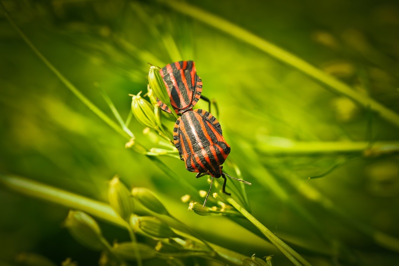 plant part, animal, close, crawl, insect, fragility, leaf, 4K, animal themes, close-up, green color, animals in the wild, animal wildlife, day, flowers