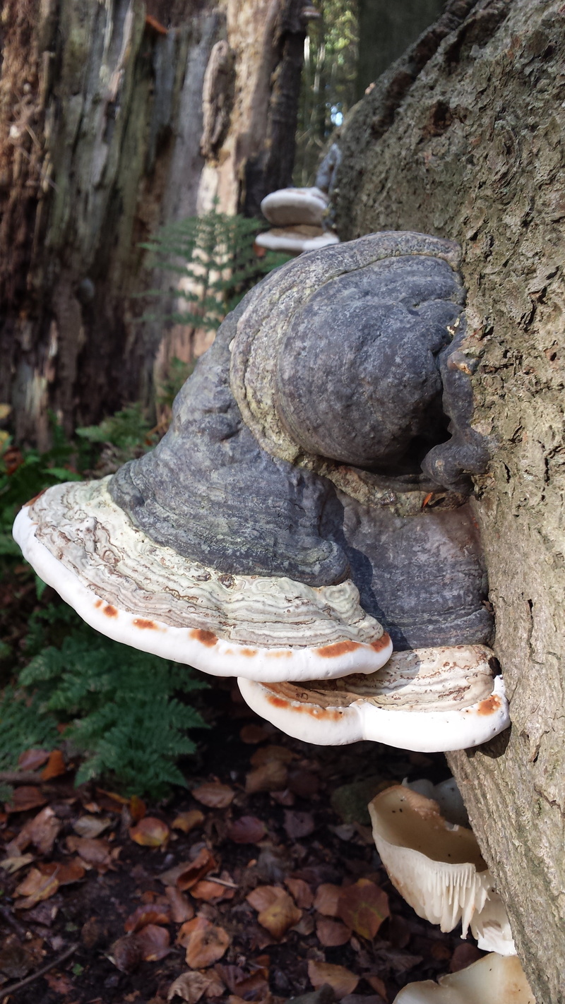 bark, focus on foreground, 4K, toadstool, outdoors, no people, close-up, solid, tree, land, autumn, shell, mushroom, mold, day, wood - material, tree trunk