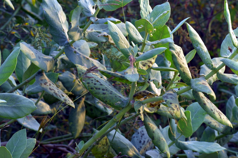 agriculture, field, food and drink, plant, plant part, weed, freshness, wild, leaf, beauty in nature, big leaves, bug infested, land, food, close-up, outdoors