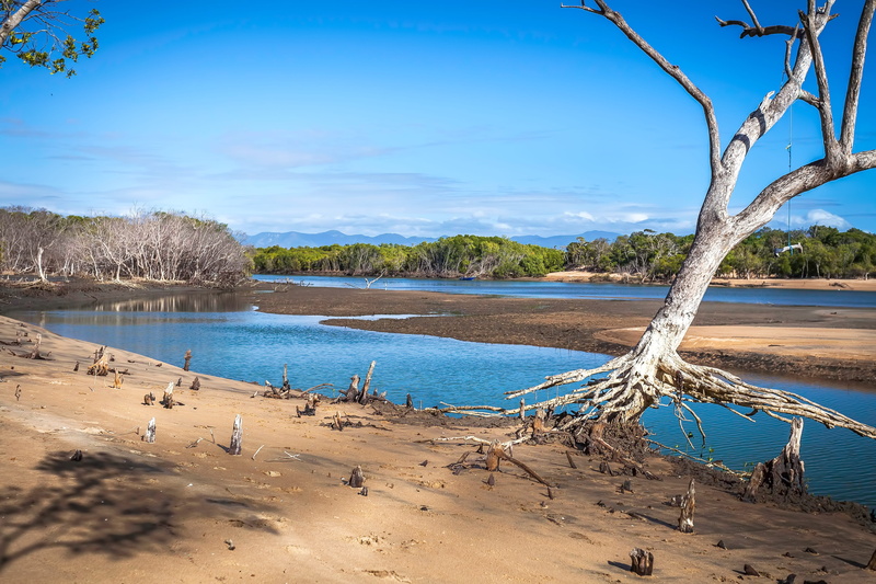 beauty in nature, no people, tropical tree, sunlight, driftwood, tree, crock infested waters, tide out, sky, tranquility, day, trunk, tranquil scene, sand