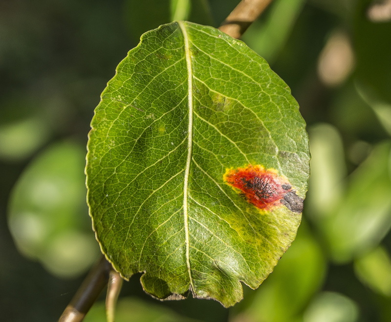 sunlight, tree, beauty in nature, outdoors, green Color, animal, insect, selective focus, fruit tree, leaf vein, focus on foreground, Mushroom, harvest
