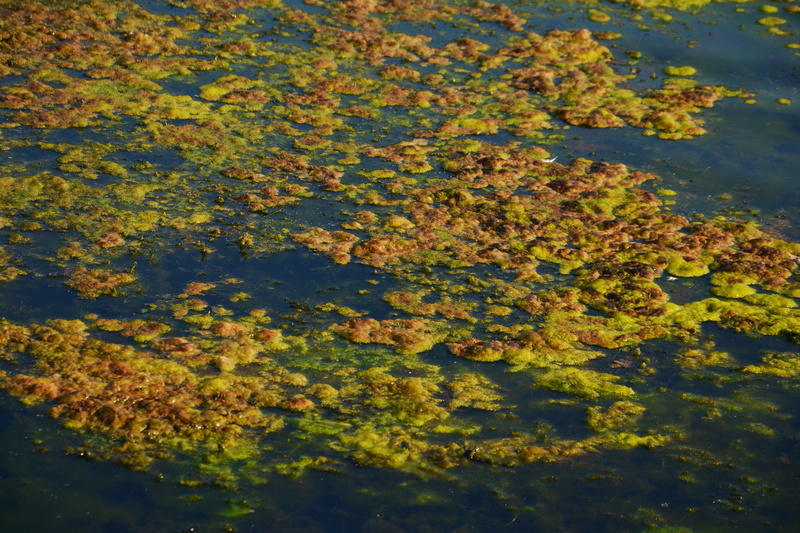 Seaweed, waters, floating on water, Infestation, no people, Lake, change, tree, growth, Water, tranquility, yellow, autumn, outdoors, leaf, reflection