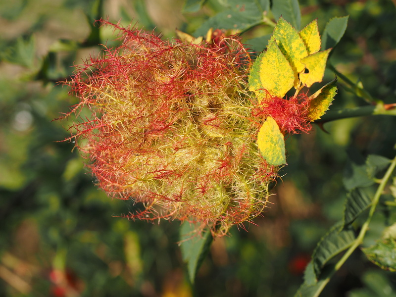 vulnerability, focus on foreground, Sleeping, leaf, weather protection, sleeping apple, close-up, beauty in nature, red, day, cecidie, winter protection