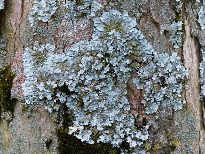 leaf braid, nature, full frame, 4K, log, weathered, backgrounds, old, plant, rough, close-up, tree, blue grey, textured, day, lichen, infestation, no people