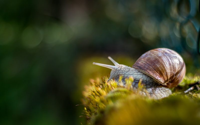 nature, dimanche, crawling, 5K, En, photography, bokeh, brown, focus, mollusk, animal, bon, gastropod, escargot, slimy, slow, close-up, selective, selective focus