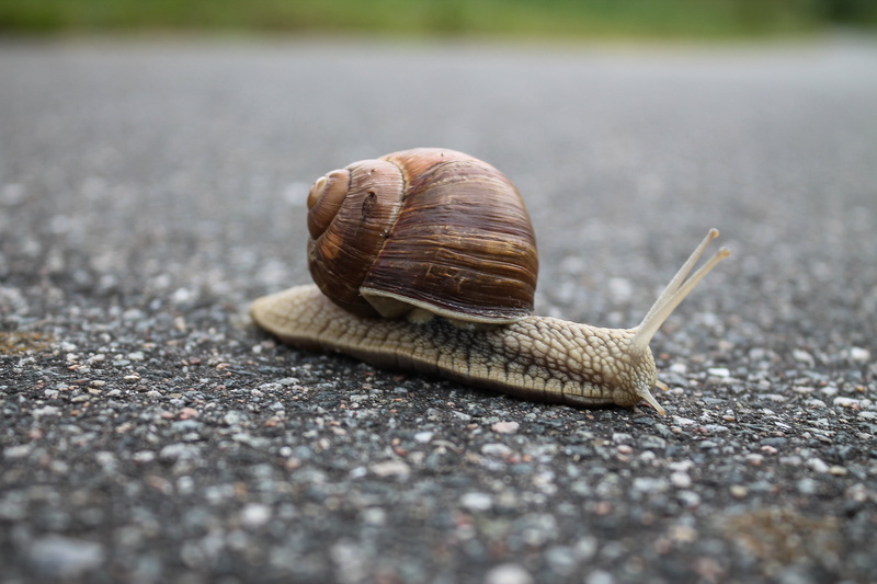 4K, animal themes, animal shell, no people, crawling, shell, animal wildlife, closeup, day, boredom, snail, slimy, rock, animal antenna, nature, road