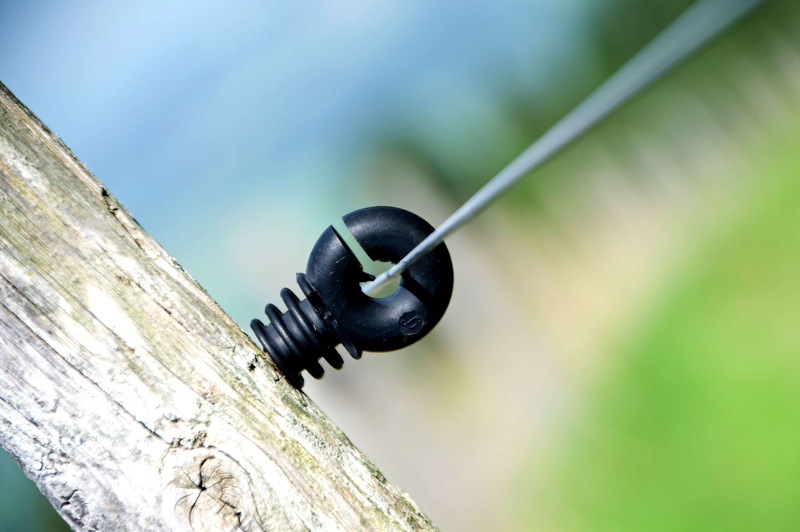 one animal, selective focus, tree trunk, plastic insulated poles, insulator, wood - material, tree, animal themes, wire, fence, diagonal, insulating poles