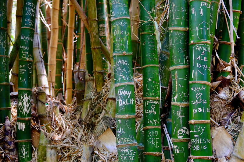 4K, love, outdoors, i was here, romance, non-western script, trees, tropical, cuba, script, backgrounds, tree, couple, carved trees, communication, close-up