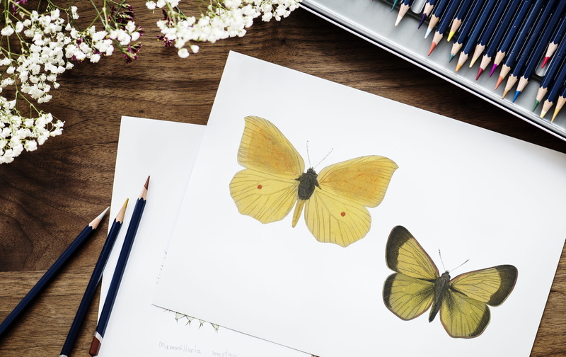 writer, flat lay, working, drawing, plant part, close-up, person, adorable, workspace, pencils, artist, stationery, design, desktop, lance, beauty in nature
