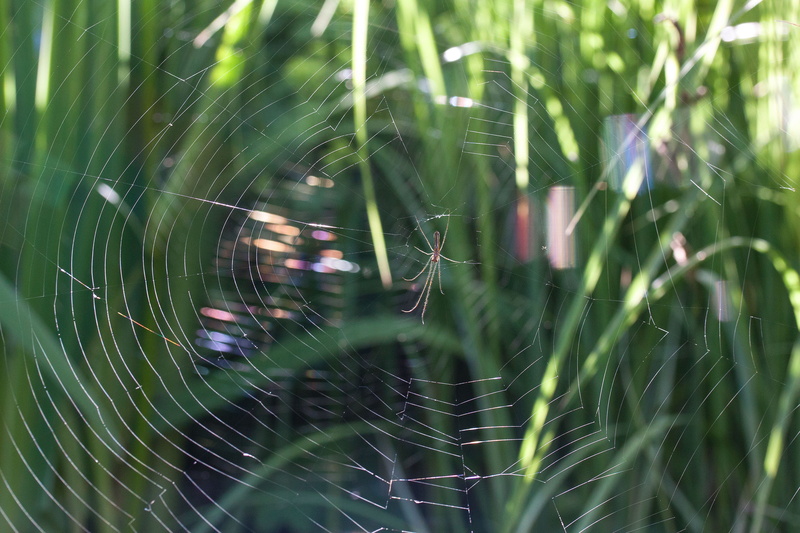 arachnids, focus on foreground, fangfaden, arachnida, day, plant, close-up, beauty in nature, animal themes, arachnid, spider web, strecker spider, web spider
