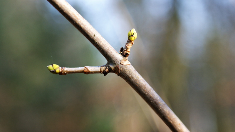 plant, focus on foreground, bush, twig, outdoors, no people, new, leaves, green color, plant stem, rusty, weathered, animals in the wild, vegetable, loot