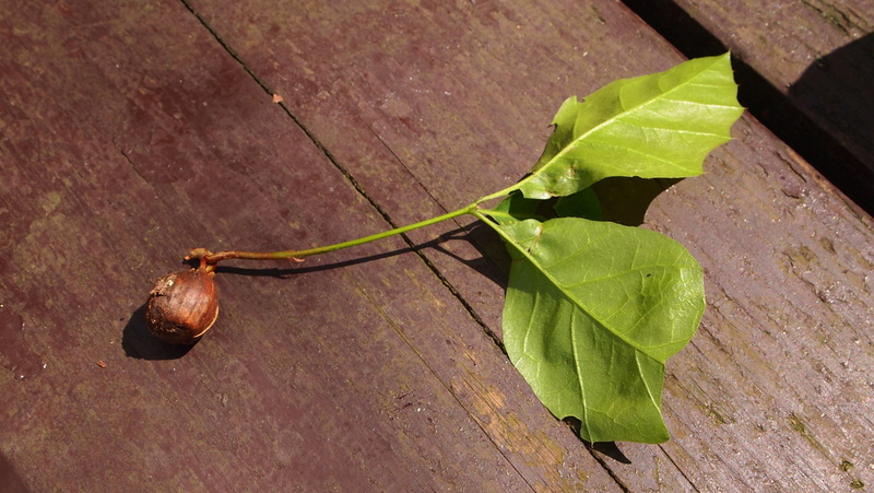 forest, day, uprooted, seed, promise, beech nut, wood - material, leaf vein, nature, green color, hope, plant, outdoors, growth, plant part, beauty in nature