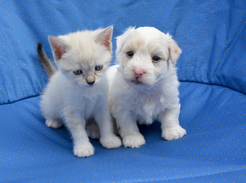 sofa, vertebrate, blue, daytime, animal themes, indoors, cute, animals, sweetness, pets, domestic animals, young animal, sits, domestic animal, looking at camera