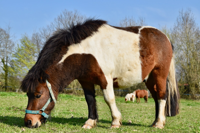 mane, shetland pony gecko, shetland pony, field, herbivorous, pastures, grazing, animal, no people, pets, pony, animal themes, animal family, livestock