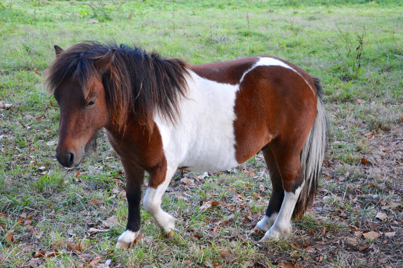 outdoors, shetland pony, animal themes, day, color walk, plant, prairie, vertebrate, small horse, horse, land, nature, rascally, nice, animal, field, pre