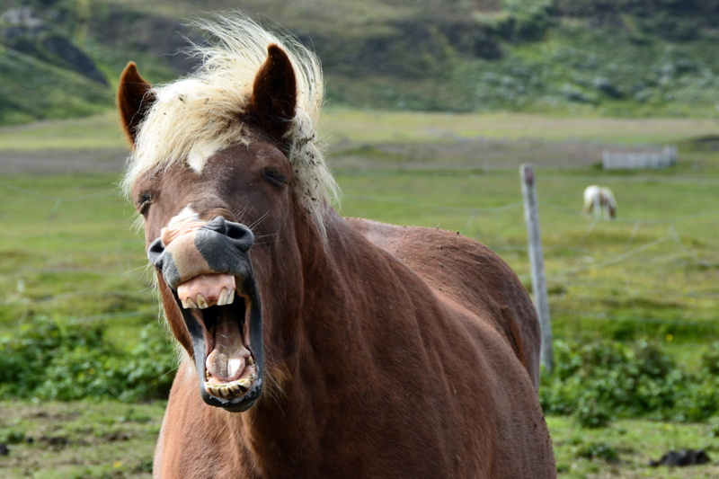 animal teeth, animal head, domestic animals, tired, vertebrate, animal body part, plant, sunny, portrait, domestic, animal themes, pets, yawn, herbivorous