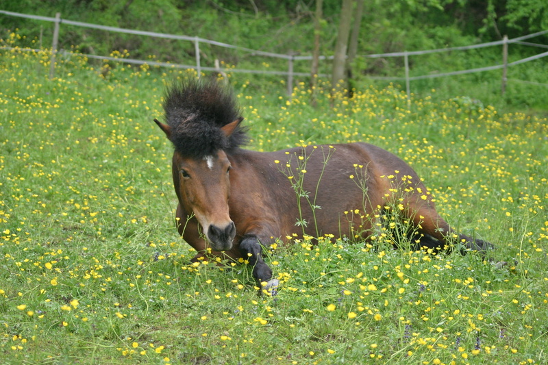 land, vertebrate, wildlife photography, Pony, iceland pony, animal wildlife, relaxation, pasture, plant, animals And Pets, field, coupling, livestock, animal