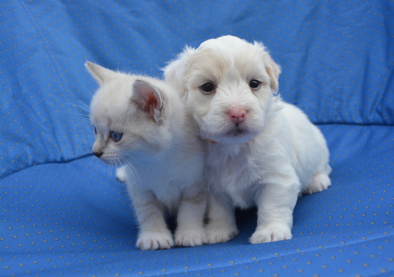 puppy, textile, white fur, kitten, dog cat, baby animals, two animals, canine, domestic animal, young animal, puppy kitten, domestic, animals, vertebrate