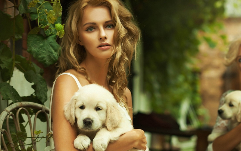 animal, females, young Adult, purebred Dog, golden Retriever, nature, face, dog, love, canine, domestic, retriever, domestic Animals, 2K, outdoors, hair