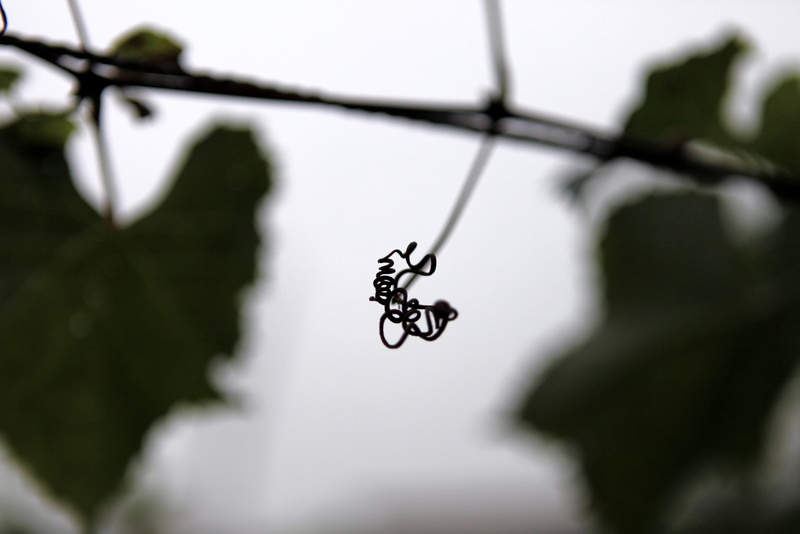 black color, vines, sad, outdoors, low angle view, close-up, day, metal, focus on foreground, complicated, branch, plant part, rainy, selective focus, growth