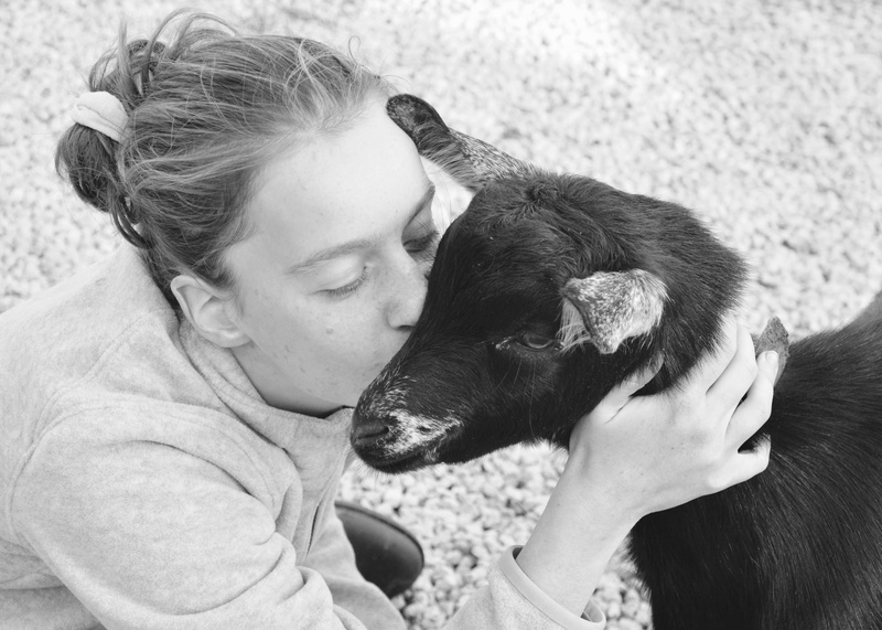 friendship, one animal, vertebrate, kiss, care, 4K, love, kisses, positive emotion, young adult, goat, one person, headshot, pets, complicity, girl, friendships