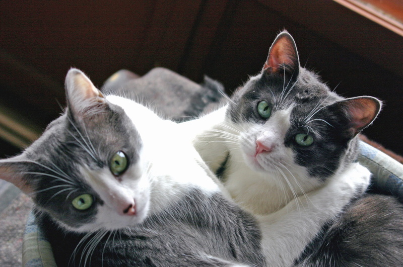 looking, complicity, animal eye, close-up, two animals, domestic, animal head, vertebrate, pets, animal themes, two, no people, domestic cat, mammal, cats