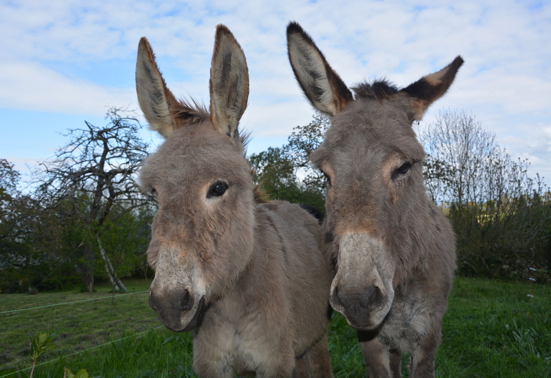 livestock, brown, two, pets, plant, donkeys grey, 5K, two animals, grass, ruminant, field, animal head, group of animals, donkeys, companions, sky, complicity