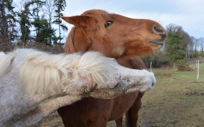 mane, pets, domestic animals, group of animals, plant, nature, horseback riding, animal, land, ride horses, animal head, eye brown, dressage, no people